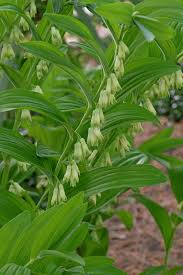 Image result for Limeum sulcatum