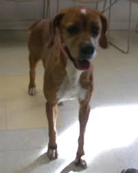 Maybe you would like to learn more about one of these? Adopt Honey On Petfinder Paws Rescue Pointer Dog Animal Shelter