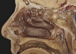 Anatomically, each nasal cavity has a roof, a floor and medial and lateral walls. Nasal Anatomy Ento Key
