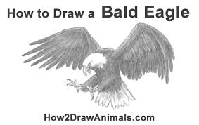 How To Draw A Bald Eagle Flying Hunting Video Step By