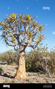 Image result for Aloidendron