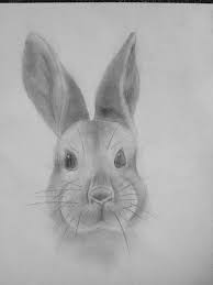 Resultats De Recherche D Images Pour How To Draw Rabbits Realistic Hali