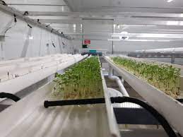 Commercial Microgreens Microgreens Growing Microgreens Hydroponic Gardening Diy