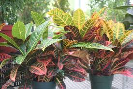 Image result for Codiaeum