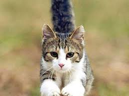 Das verhalten während der brunftzeit Wie Konnten Die Katzchen Aussehen Tiere Katze Haustiere