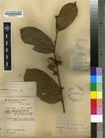 Image result for Icacinaceae