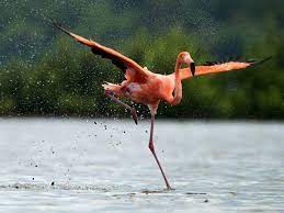 Flamengo have sacked manager vanderlei luxemburgo after nearly 10 months in charge of brazil's biggest club, multiple outlets in brazil are reporting. Flamingo Toller Vogel Im Rosa Federkleid