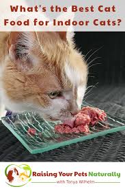 As straightforward as those requirements are, finding. Best Cat Food For Indoor Cats Best Natural Cat Food Canned Raw Cooked