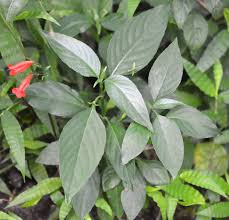 Image result for Ruellia brevifolia