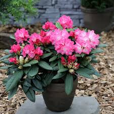 Rhododendron Yakushimanum Bcm Baumschule Christoph Marken