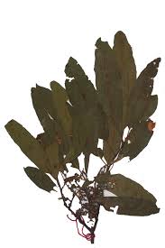 Image result for Myrica salicifolia