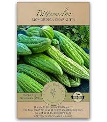 Image result for Momordica repens