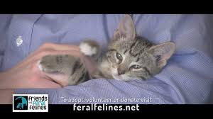 Portland's cat adoption team (cat) is the largest cat shelter in the pacific northwest. Friends Of Feral Felines