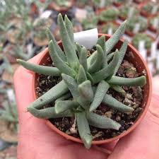 Image result for Hereroa glenensis