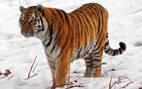 Largest Of All The Tigers The Siberian Tiger Amur It S Size Is 10 75 Ft 3 3 M And The Weight Is Mostly 660 Lbs Amur Tiger Jungle Cat World Siberian Tiger