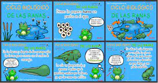 El ciclo de vida de la rana life cycle of a frog ciclo de vida the life cycle spanish edition when people should go to the ebook stores, search foundation by shop, shelf by shelf, it is in point of fact problematic. Ciclo Biologico De Las Ranas Para Ninos Imagenes Educativas