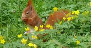 Eichhornchen Beim Fressen Eichhornchen Vogel Im Garten Tiere