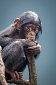 Baby Bonobo Cute Baby Animals Animals Wild Cute Animals