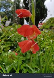 Image result for Gladiolus dalenii