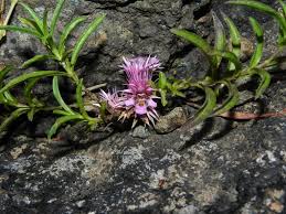 Image result for Lepidagathis randii