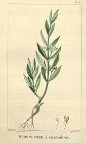 Image result for Oldenlandia