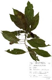 Image result for Alchornea laxiflora