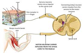 Principal neurons and their networks underlie local information processing/storage and represent the major sources of output from any brain region, whereas interneurons, by definition, have local axons. Motor Neurones Sensory Neurones And Relay Neurones