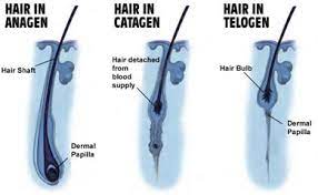 Some who add msm to their regimen may notice less shedding. Anagen Stimulators Info
