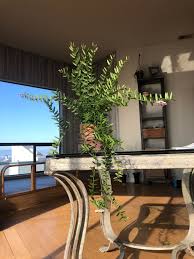 Image result for Justicia engleriana