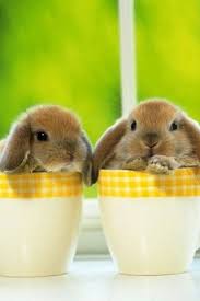 Can You Make It Through This Post Without Squealing Cute Baby Bunnies Cute Baby Animals Baby Bunnies