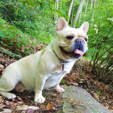 Click here to be notified when new french bulldog puppies are listed. French Bulldog Breeders In Pennsylvania French Bulldog Price In Pa