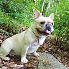 French bulldog and english bulldog breeder | pennsylvania. Gracefield S Bully Royale French Bulldog Breeder In Tuscarora Pa