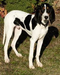 Image result for bernský honič