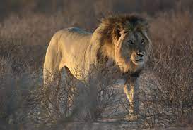 There are so many wonderful creatures to see, but where to start? Africa S Top 12 Safari Animals And Where To Find Them