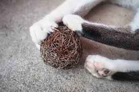 Declawing isn't a simple surgery that removes only the nails of your cat. Declawing Cats Should Be Banned Mount Pearl Vet Says Local News The Telegram