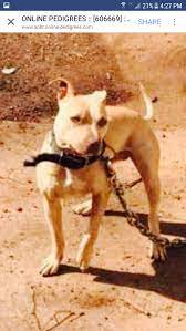 My son baby boy aka jody Pedigree Database Italia