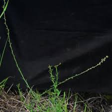Image result for Wahlenbergia paludicola