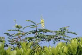 Image result for Caesalpinia decapetala