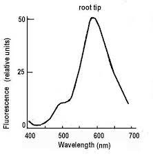 The love of oneself above the love of god (which he defines as obedience. The Fluorescence Spectra Of Root Secretory Cells From Ruta Graveolens Download Scientific Diagram
