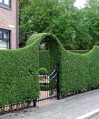 Grun Bleibende Rainweide Produktbild Garten Hecken Garten Landschaftsbau Landschaftsdesign