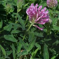 Image result for Trifolium masaiense