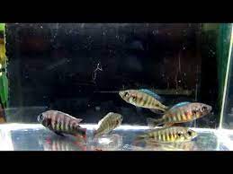 African cichlids prefer to be kept in an aquariums with other african cichlids only, as they are territorial and require specific water conditions. Crimson Tide Cichlids Youtube