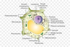 You can edit any of drawings via our online image editor before downloading. Plant Cell With Labelling Hd Png Download Vhv