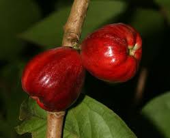 Others Call It Mountain Apple Malaysian Apple Ohi A Ai Rose Apple Malay Apple Otaheite Apple We Call It Pommerac Apple Roses Fruit Trees Fruit