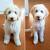 Short Hair Labradoodle Haircuts