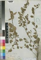 Image result for Andrachne ovalis