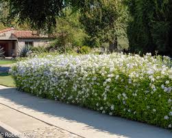 We did not find results for: Cape Plumbago Inland Valley Garden Planner