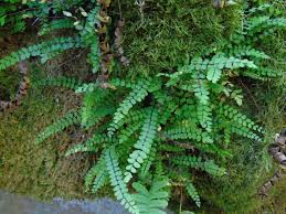Image result for Asplenium uhligii
