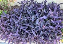 Image result for Tradescantia pallida
