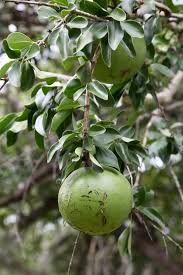 Image result for Strychnos innocua